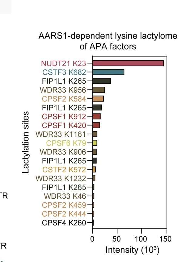Open access visualization of Bar Plot, In Vitro, AARS1, Lysine Lactylation, APA Factors