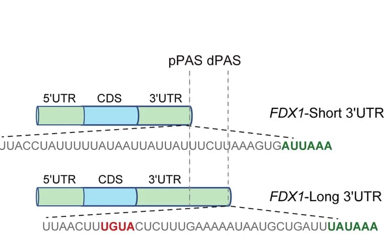 Open access visualization of Illustration, Schematic, PAS, NUDT21 Binding Motif, FDX1