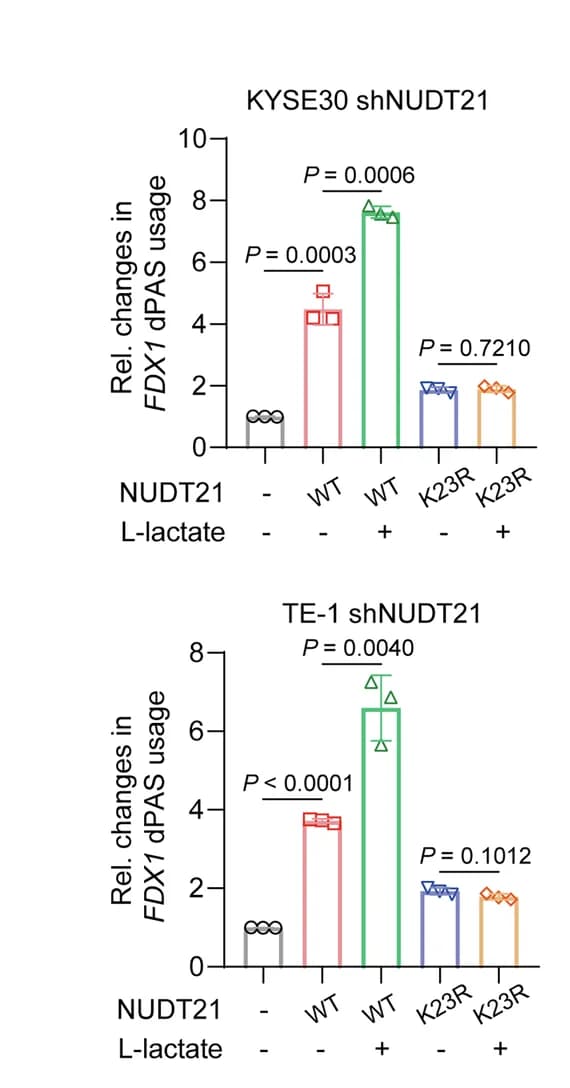 Open access visualization of Bar Plot, Error Bars, RT-qPCR Analysis, FDX1 dPAS Usage, NUDT21 Knockdown
