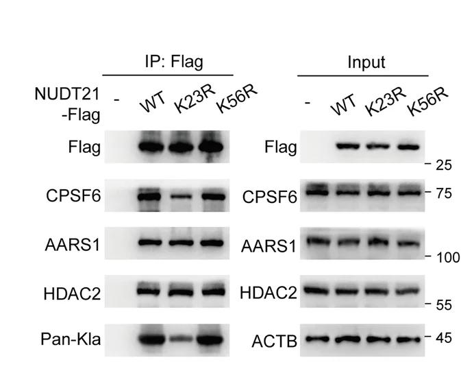 Open access visualization of Gel, Immunoblot Analysis, NUDT21, Binding Partners, KYSE30 Cells