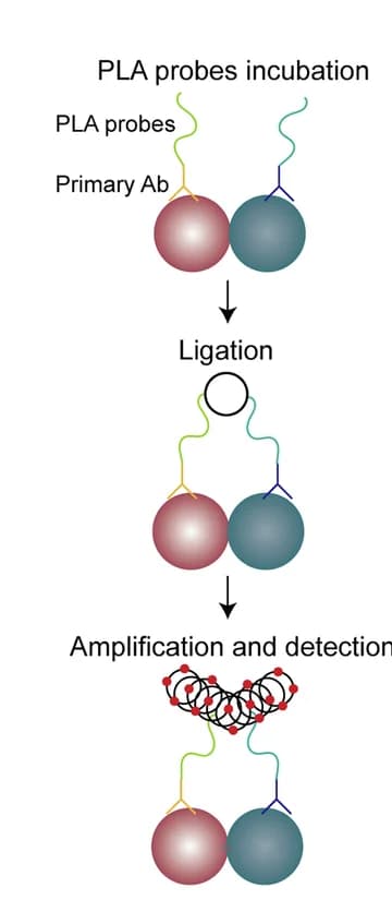 Open access visualization of Workflow, Illustration, PLA Assay, Experimental Schematic