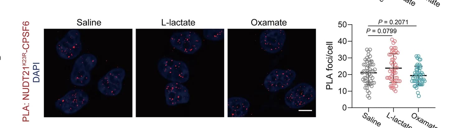 Open access visualization of Microscopy, Scatter Plot, PLA Foci, NUDT21, CPSF6