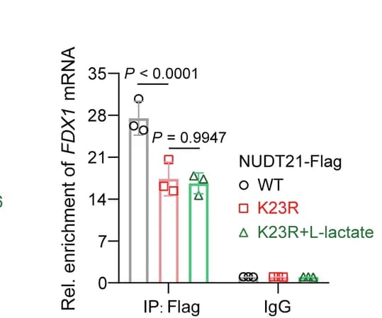 Open access visualization of Bar Plot, Error Bars, RIP Assays, NUDT21, FDX1 RNA