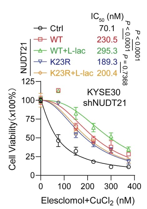Open access visualization of Line Plot, Error Bars, Cell Viability, NUDT21 WT, K23R-Overexpressing