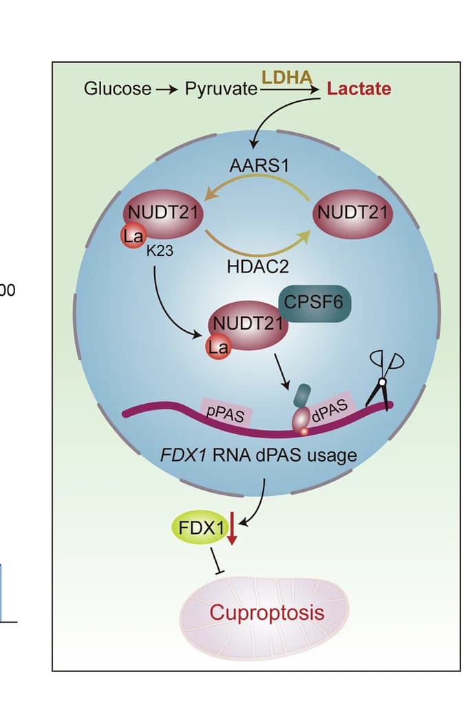 Open access visualization of Workflow, Illustration, Schematic Model, Lactate-NUDT21-FDX1-cuproprosis Axis, ESCC