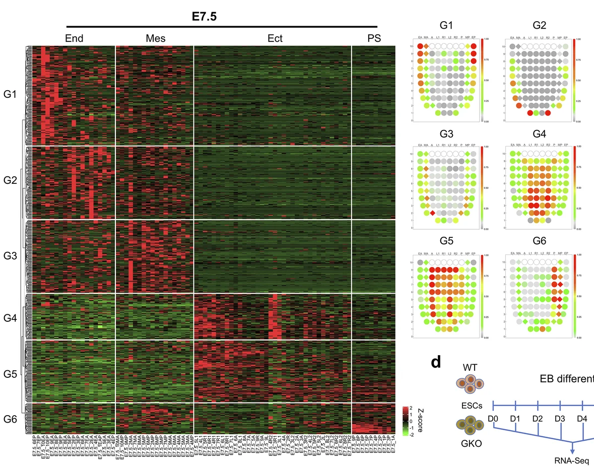 Open access visualization of Heatmap, Scatter Plot, Workflow, DELs, Ectoderm