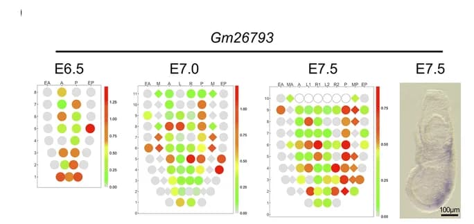 Open access visualization of Scatter Plot, Photo, Gm26793 Transcript, Mouse Gastrula, In Situ Hybridization