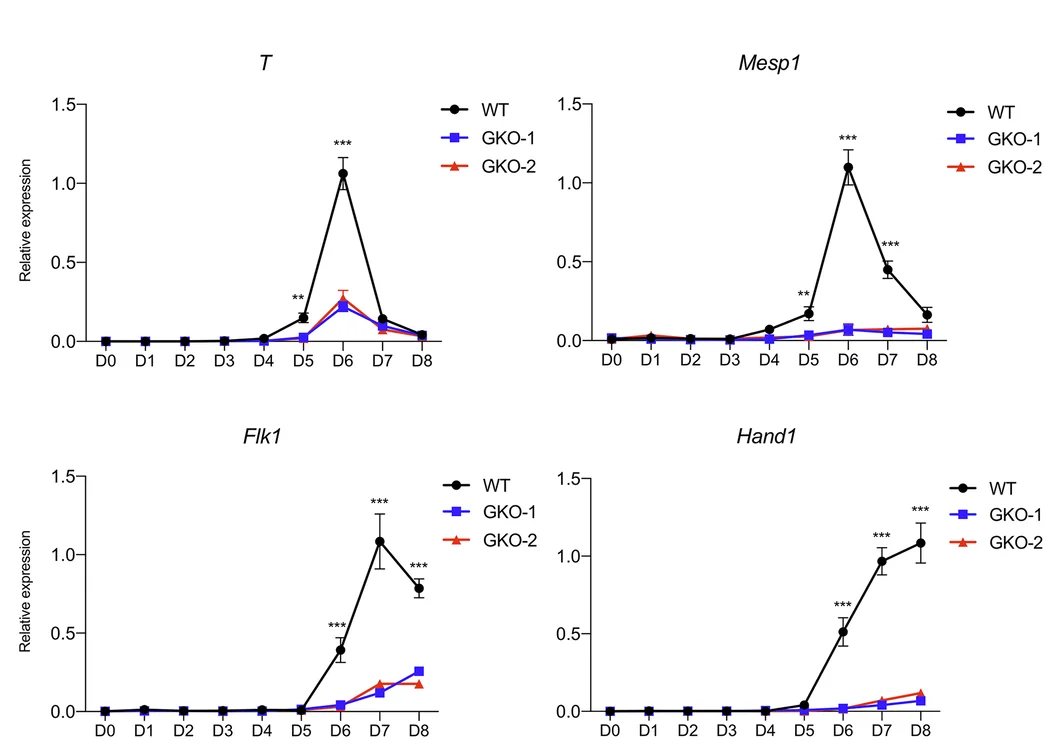 Open access visualization of Line Plot, Error Bars, Time-Course Expression, Mesoderm Genes, Wild Type Cells