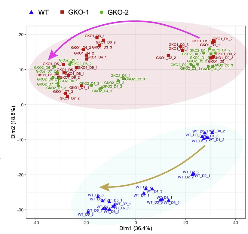 Open access visualization of Scatter Plot, PCA, Embryoid Body Differentiation, Clustering Patterns, Differentiation Trajectories