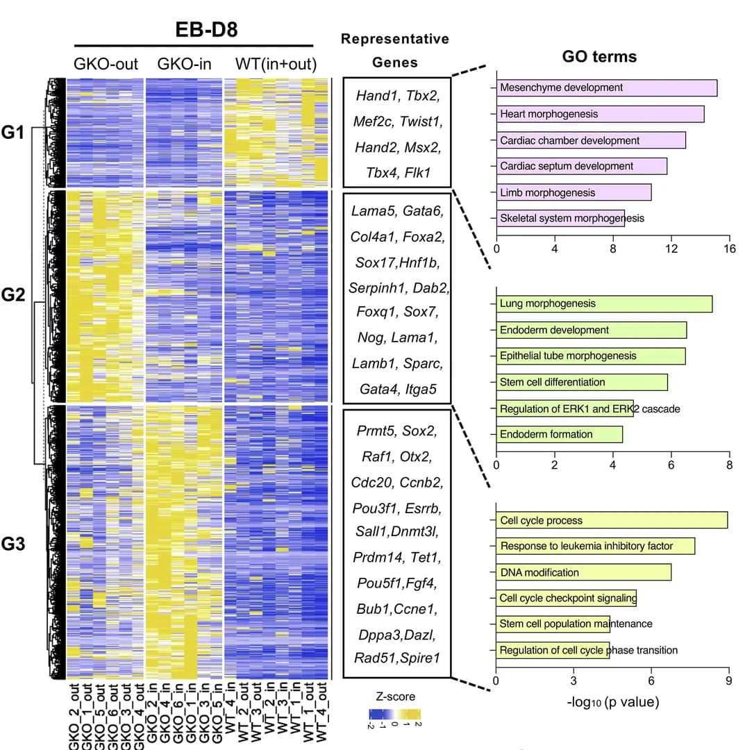 Open access visualization of Heatmap, Bar Plot, DEG Analyses, Gene Expression Pattern, WT Samples