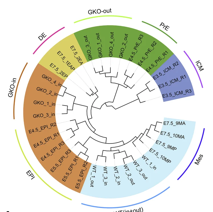 Open access visualization of Network, Chord, Phylogenetic Tree, EB Differentiation, Mouse Pre-implantation Cell Lineages