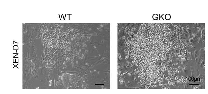 Open access visualization of Microscopy, Morphologies, Differentiated Cells, Bright Field, WT XEN Cells