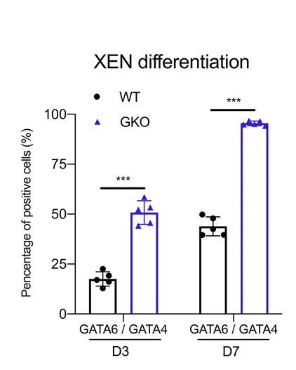 Open access visualization of Bar Plot, Error Bars, Quantification, GATA6, GATA4-positive Cells