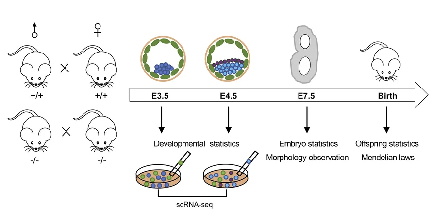 Open access visualization of Workflow, Illustration, Mouse Breeding, Embryo Preparation, Functional Assays