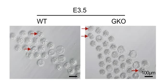 Open access visualization of Microscopy, Embryos, E3.5, E4.5, Images