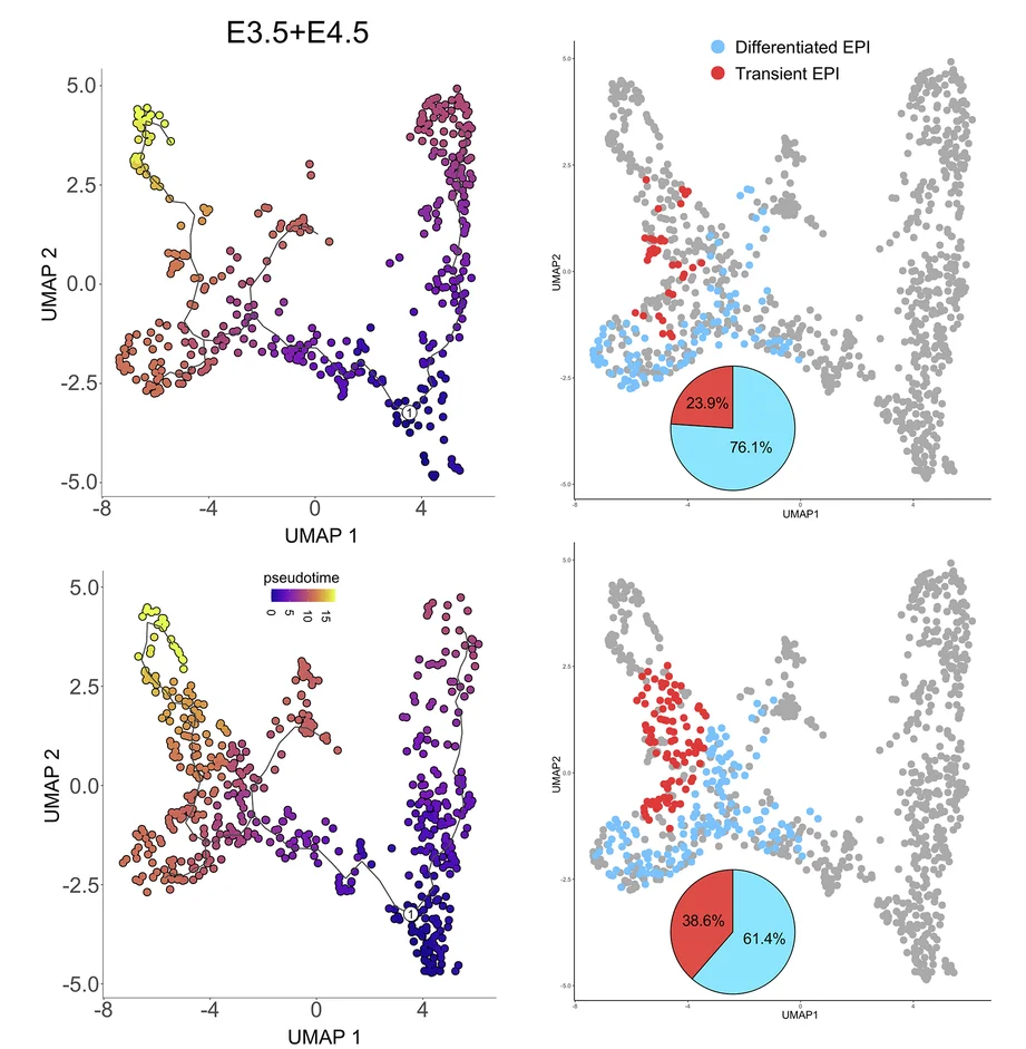 Open access visualization of UMAP, Scatter Plot, Pie Chart, Pseudotime Trajectories, Pre-implantation Cell Lineages