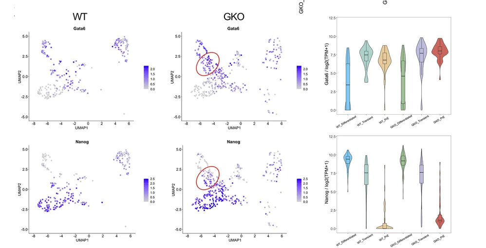 Open access visualization of UMAP, Violin Plot, Scatter Plot, Primitive Endoderm, Epiblast Marker Genes