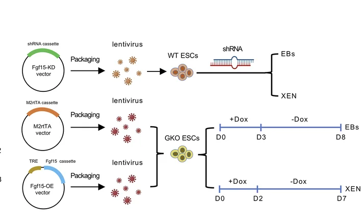 Open access visualization of Workflow, Flowchart, Illustration, Knocking Down, Overexpressing