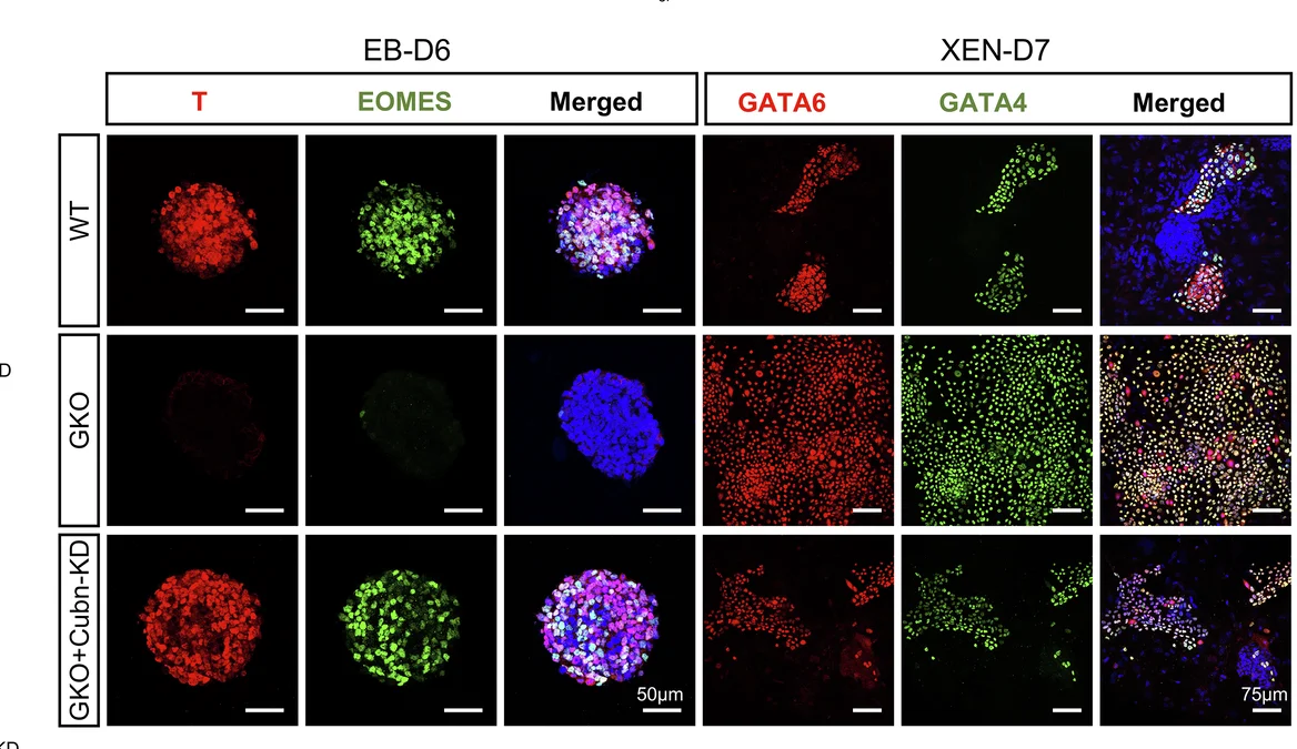 Open access visualization of Microscopy, Cell Images, Protein Distribution, Embryoid Body Differentiation, XEN Differentiation