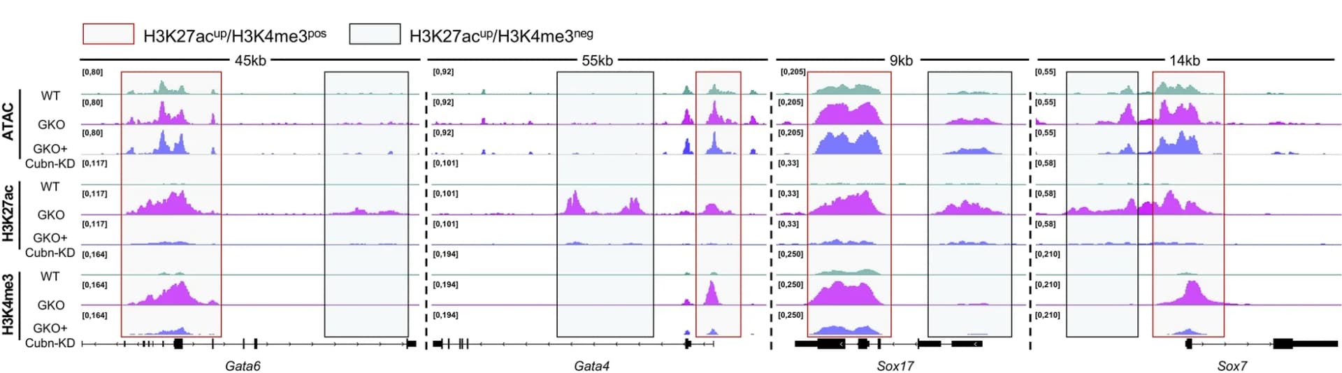 Open access visualization of Line Plot, Density Plot, Heatmaps, H3K27ac, H3K4me3