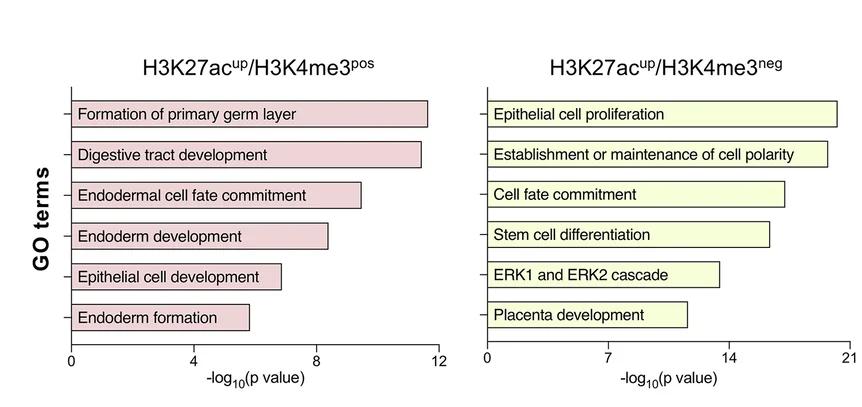 Open access visualization of Bar Plot, GO Term Enrichment, Genes, H3K27ac, H3K4me3