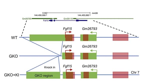 Open access visualization of Illustration, Workflow, GKO Fragment Knockin, Schematic Diagram