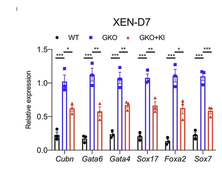 Open access visualization of Bar Plot, Error Bars, Clustered, Primitive Endoderm Markers, GKO Region Knockin