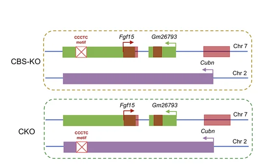 Open access visualization of Workflow, Illustration, Schematic Illustration, CTCF-Binding Site, Gm26793