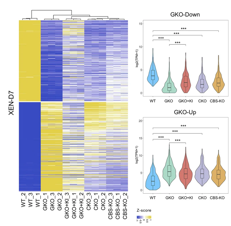Open access visualization of Heatmap, Violin Plot, DEGs, CTCF-Binding Site, Knockout