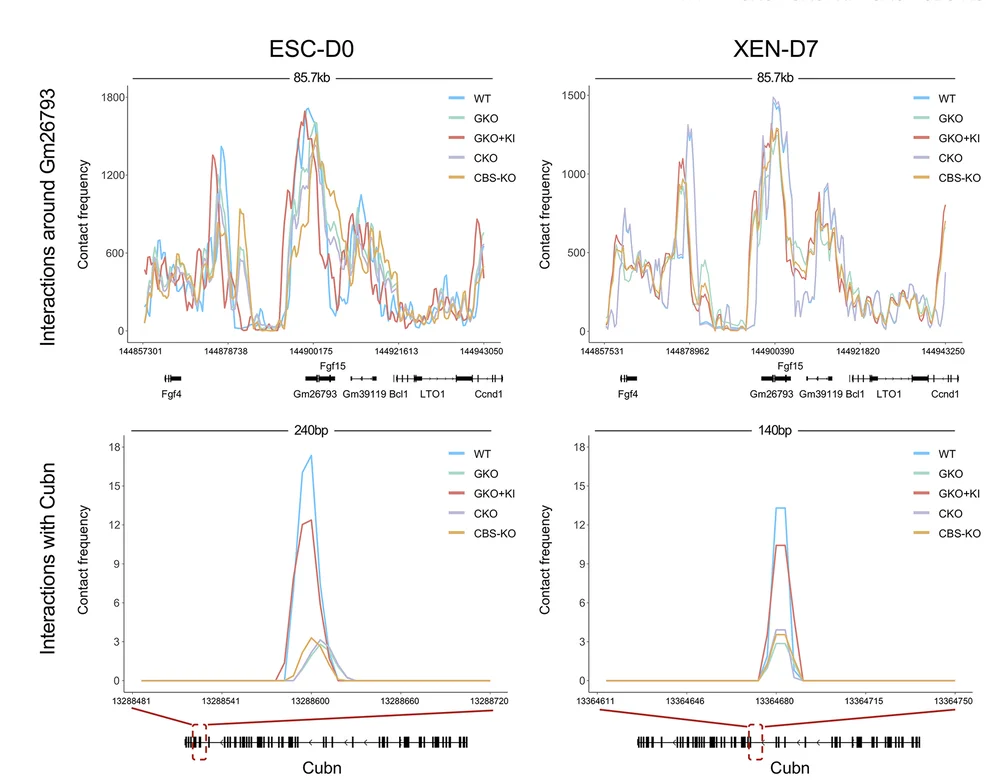 Open access visualization of Line Plot, Contact Frequency, Neighboring Regions, Cubn Locus, Gm26793