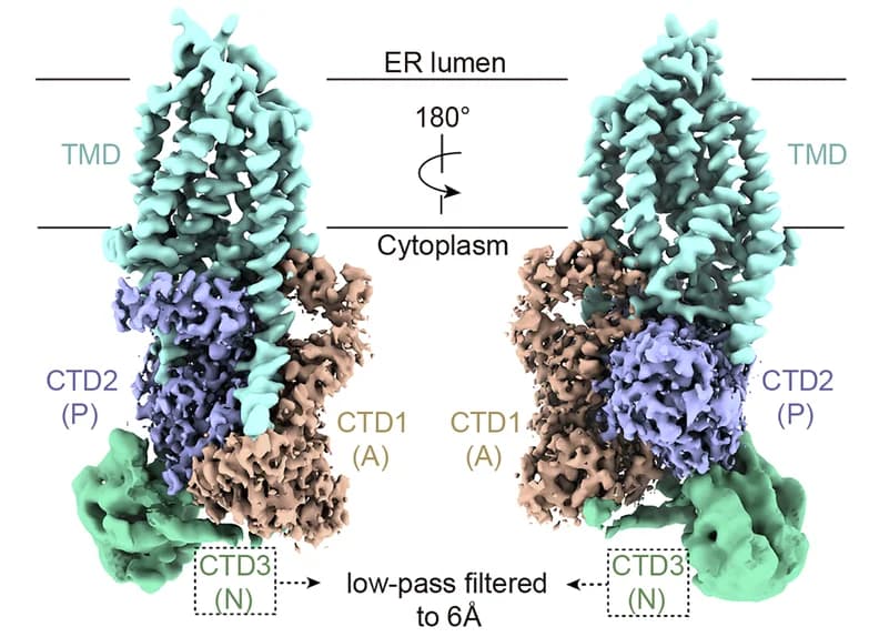 Open access visualization of Protein Structure, EM Density Map, TMEM94, TMD, CTD1