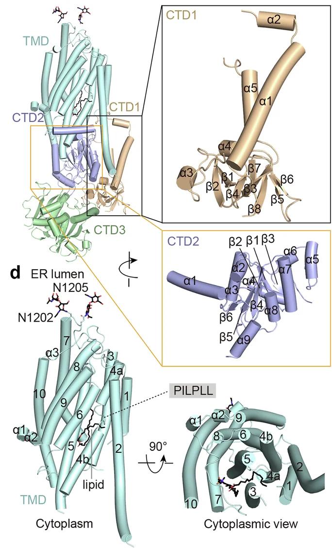 Open access visualization of Protein Structure, CTD1, CTD2, Beta-sheets, Alpha-helices