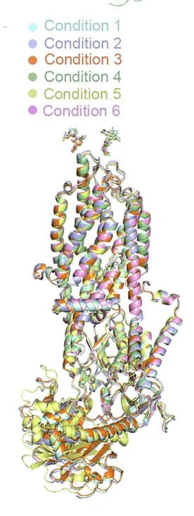 Open access visualization of Protein Structure, TMEM94, Structures
