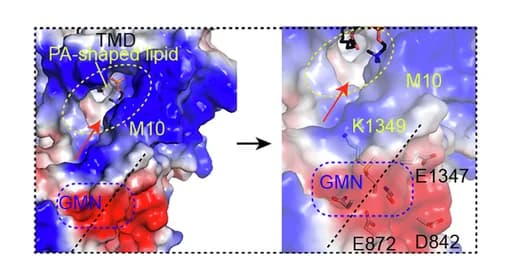 Open access visualization of Protein Structure, GMN Motif, Lipid Entry Site, Positively Charged Residues