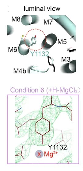 Open access visualization of Protein Structure, Chemical Structure, Magnesium Binding Site, Y1132, Residue