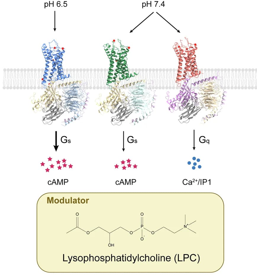 Open access visualization of Workflow, Illustration, Chemical Structure, GPR4, G s
