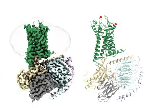 Open access visualization of Protein Structure, Structures, EM-density maps, GPR4, Receptors
