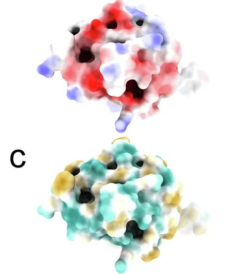 Open access visualization of Protein Structure, ECD, GPR4-Gs Complex, pH 6.5, Electrostatic Analysis