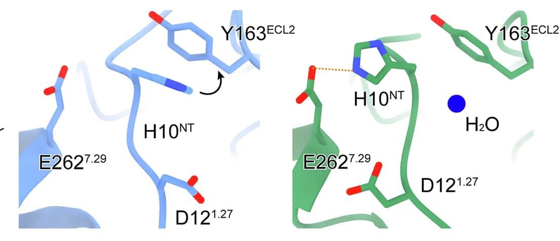 Open access visualization of Protein Structure, Chemical Structure, GPR4, pH 6.5, pH 7.4