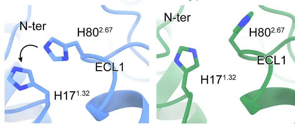 Open access visualization of Protein Structure, Chemical Structure, GPR4, pH 6.5, pH 7.4