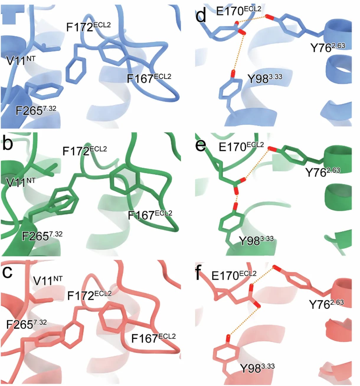 Open access visualization of Protein Structure, Chemical Structure, Phenylalanine Residues, GPR4-Gs Complex, GPR4-Gq Complex