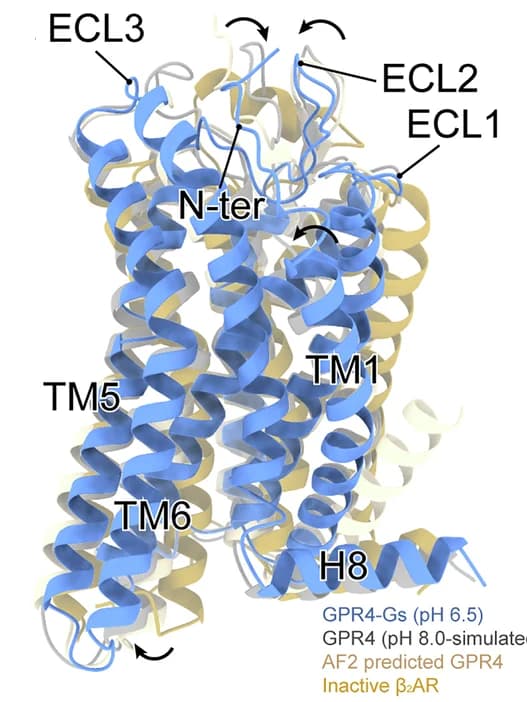 Open access visualization of Protein Structure, GPR4-Gs Complex, AlphaFold2, GPR4 Structure, Inactive 2AR