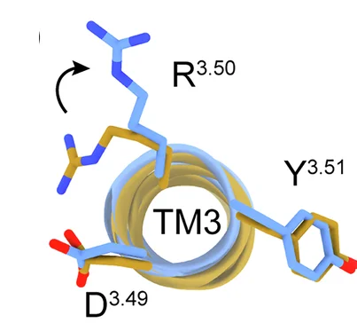 Open access visualization of Protein Structure, Chemical Structure, GPR4, DRY Motif, Inactive 2AR
