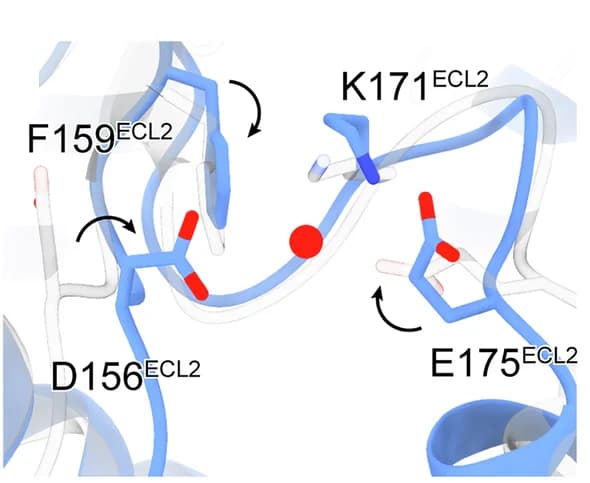 Open access visualization of Protein Structure, Chemical Structure, Active GPR4, Inactive GPR4, Simulated GPR4