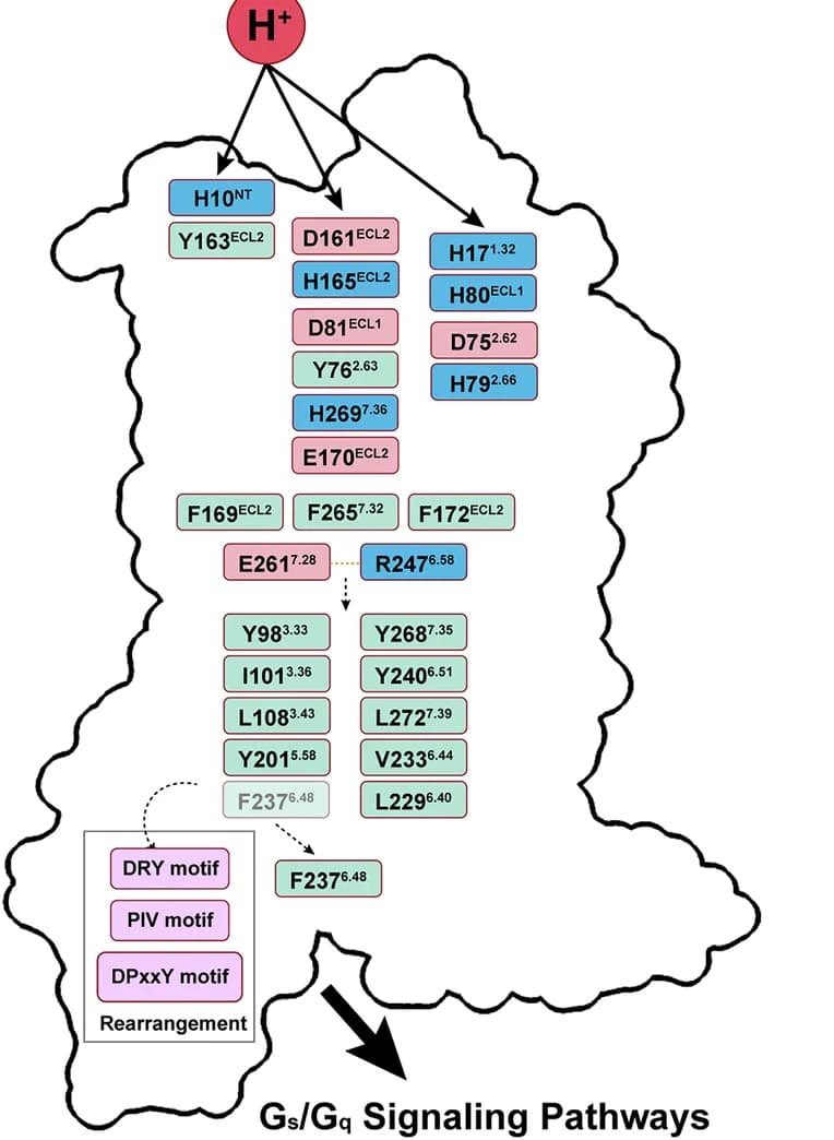 Open access visualization of Workflow, Flowchart, Illustration, Proton-Induced Activation, GPR4