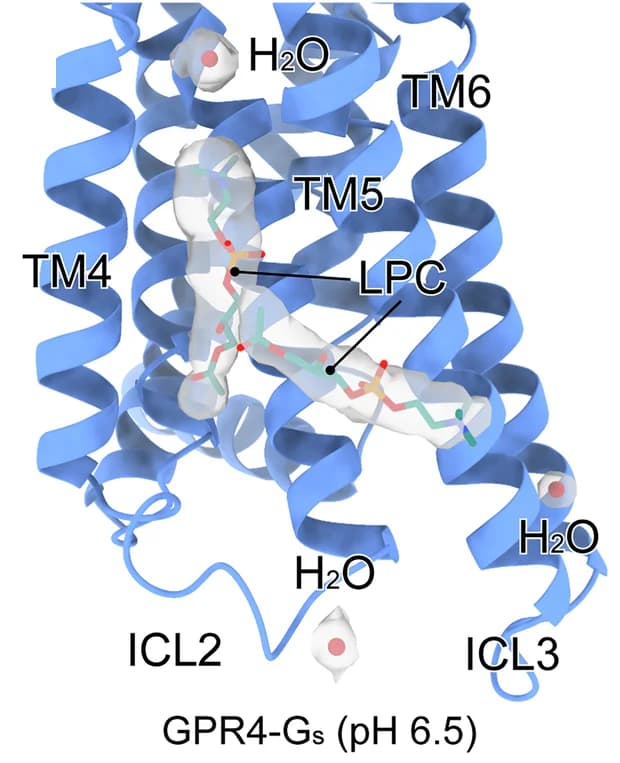 Open access visualization of Protein Structure, 3D Plot, LPC, GPR4, Gs Protein