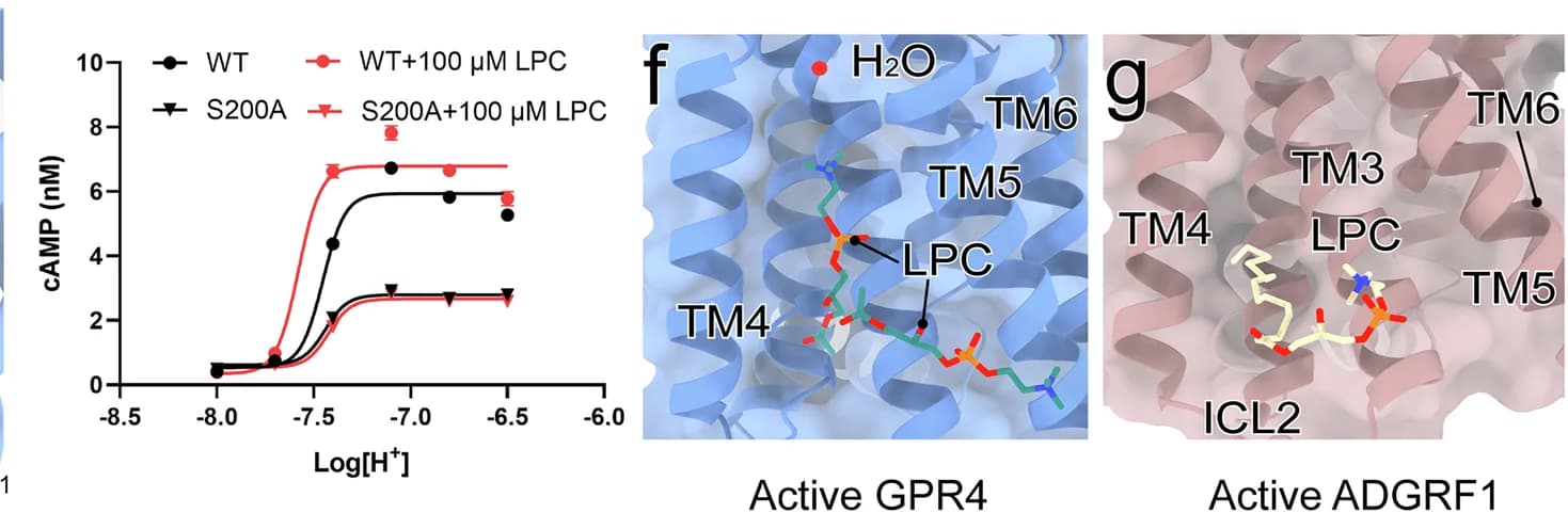 Open access visualization of Line Plot, Protein Structure, S200A Mutation, LPC, Allosteric Activity