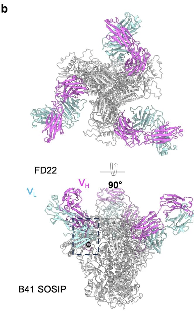 Open access visualization of Protein Structure, FD22, B41 Env SOSIP Trimer, Binding Interface, Complementarity-Determining Regions