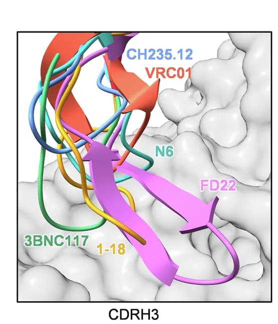 Open access visualization of Protein Structure, 3D Plot, CD4bs Antibodies, gp120, Structural Alignment