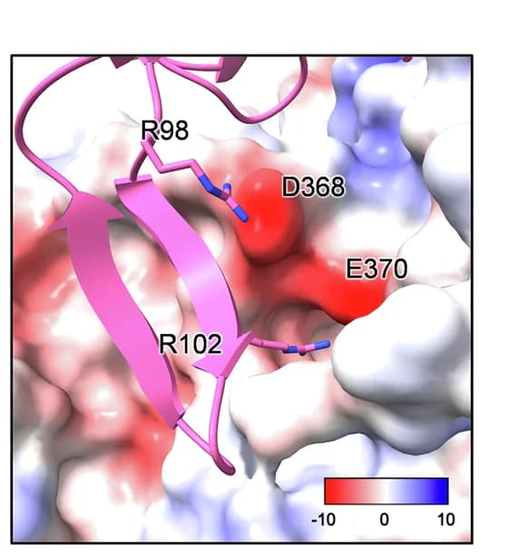 Open access visualization of Protein Structure, Electrostatic Surface Potential, gp120